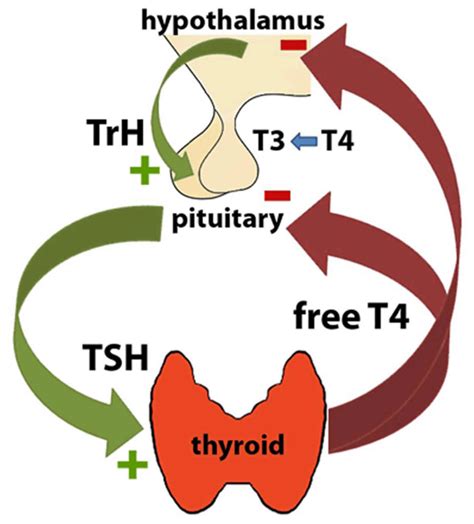 The association between TSH and thyroid hormones in the 